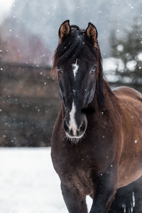 Pferdeportrait im Winter